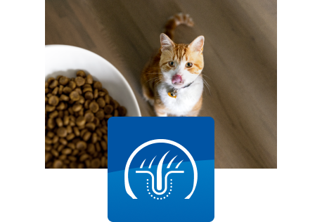 Kat kijkt op naar de voerbak