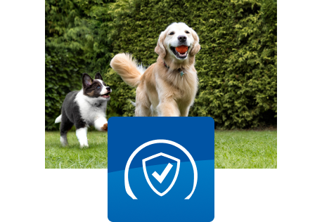 Twee honden spelen buiten