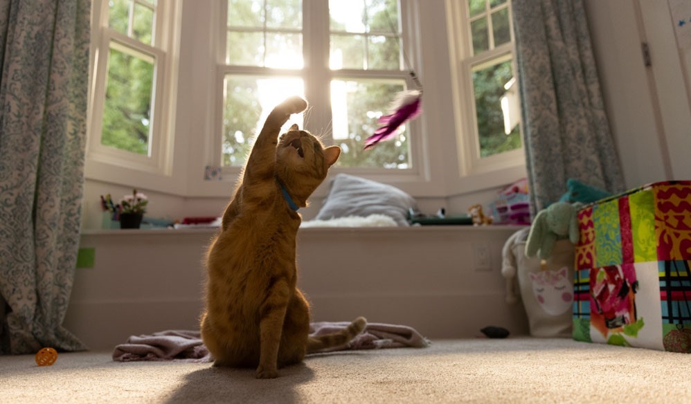 Kat speelt met een veer