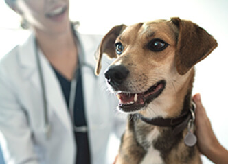 Vrolijke hond met dierenarts in de achtergrond