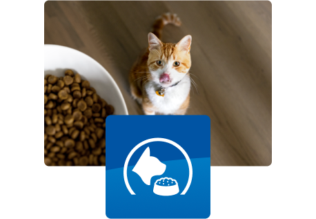 Kat kijkt omhoog naar een voerbak