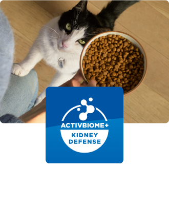 Een kat die een voerbak met kattenvoer bekijkt