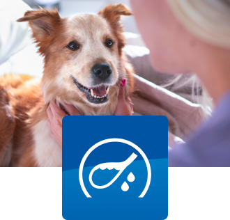 Een hond met een baasje