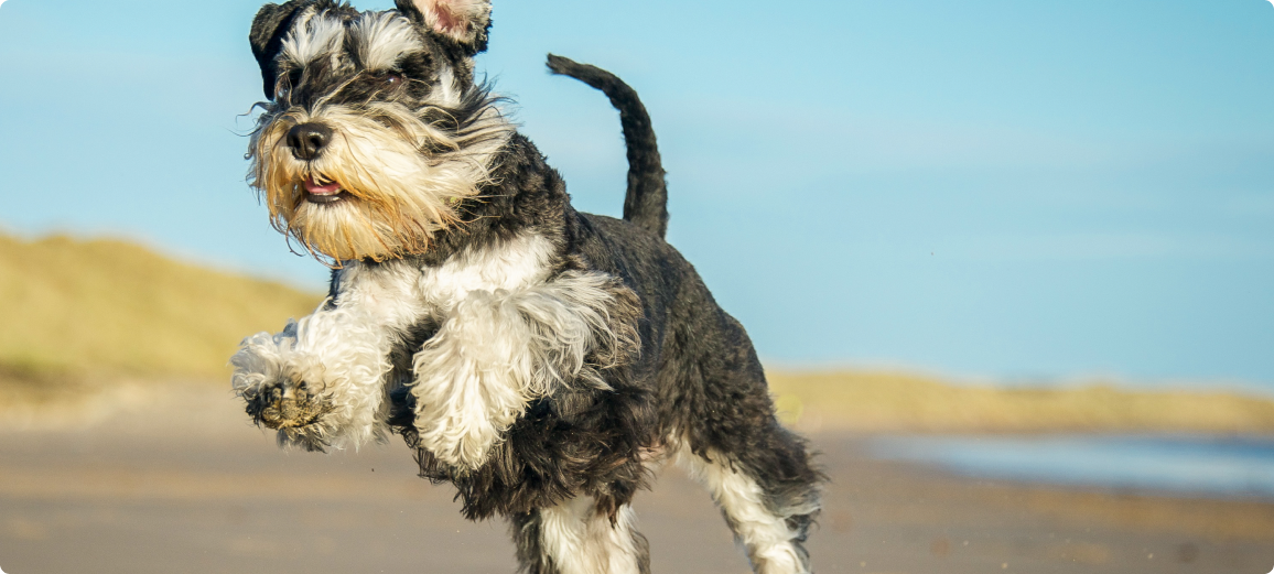 Kat wordt geknuffeld door een meisje met een tiara en haar moeder