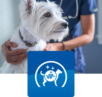 Een hond met een dierenarts