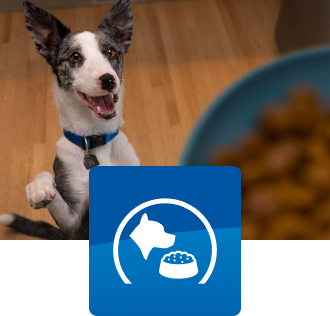 Een hond kijkt omhoog naar zijn voerbak