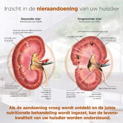 Kaart om Nieraandoeningen uit te leggen